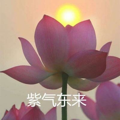 银翼计划日服下载